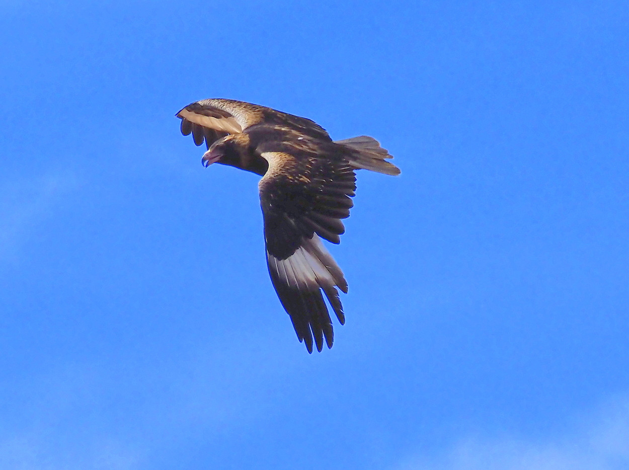 image Black-breasted Buzzard